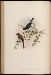 Rhodophila melanoleuca = Saxicola jerdoni ref